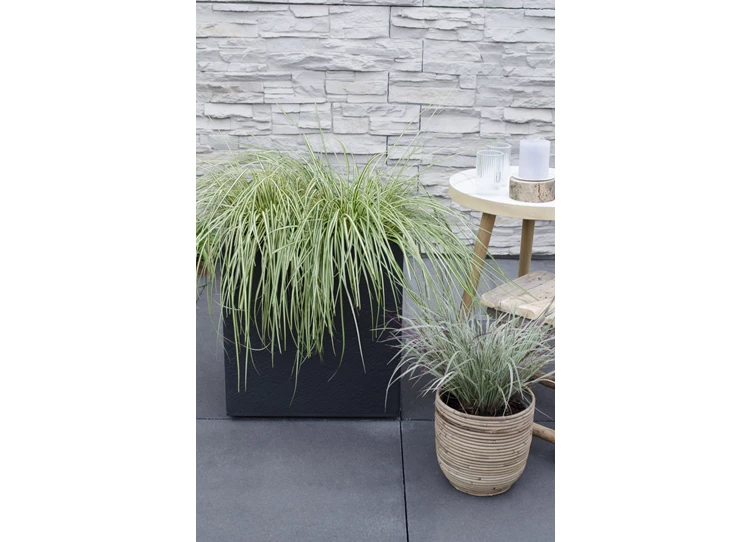 Carex hachijoensis Evergold_08.jpg