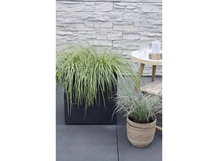 Carex hachijoensis Evergold_08.jpg