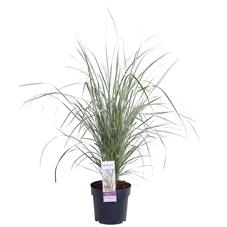 Calamagrostis x Overdam.jpg