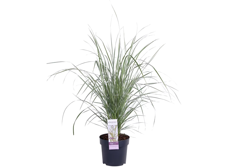 Calamagrostis x Overdam.jpg