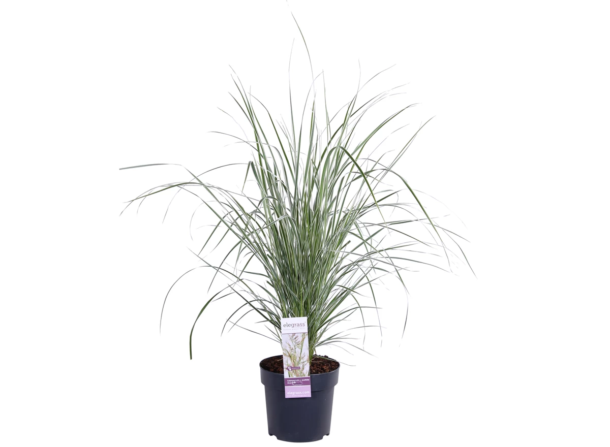 Calamagrostis x Overdam.jpg