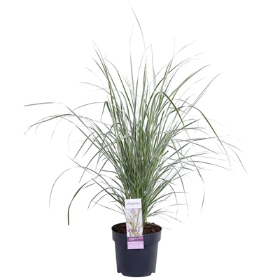 Calamagrostis x Overdam.jpg