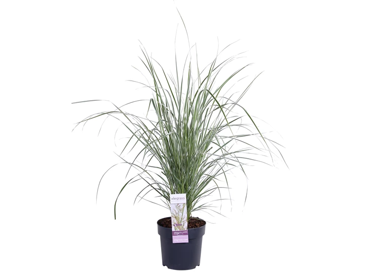 Calamagrostis x Overdam.jpg