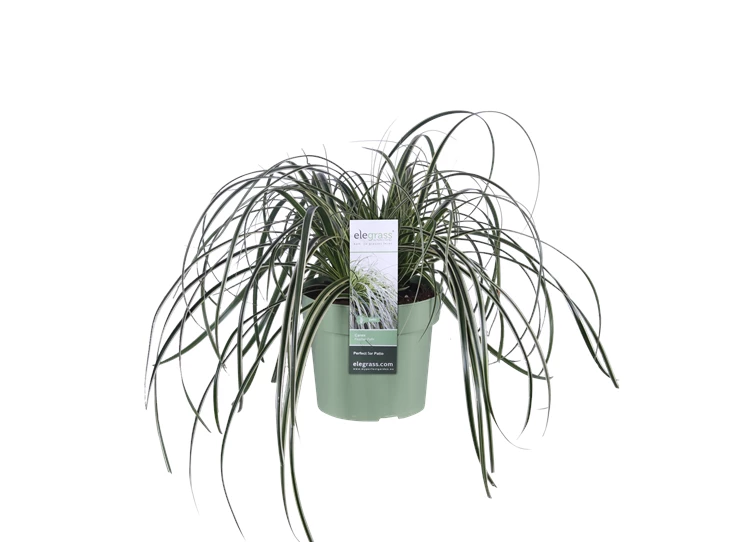 Carex Feather Falls.png
