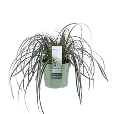 Carex Feather Falls.png