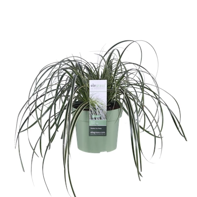 Carex Feather Falls.png