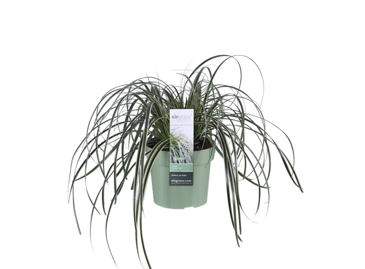 Carex Feather Falls.png