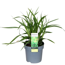 Carex-morrowii-Irish-Green.jpg