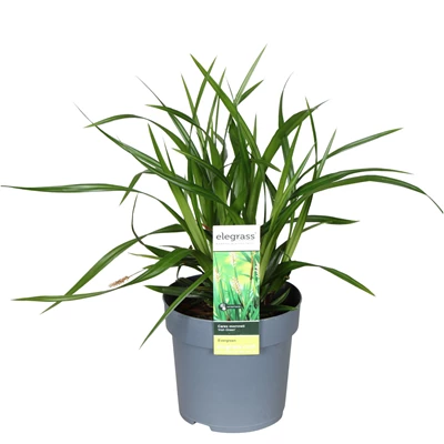 Carex-morrowii-Irish-Green.jpg