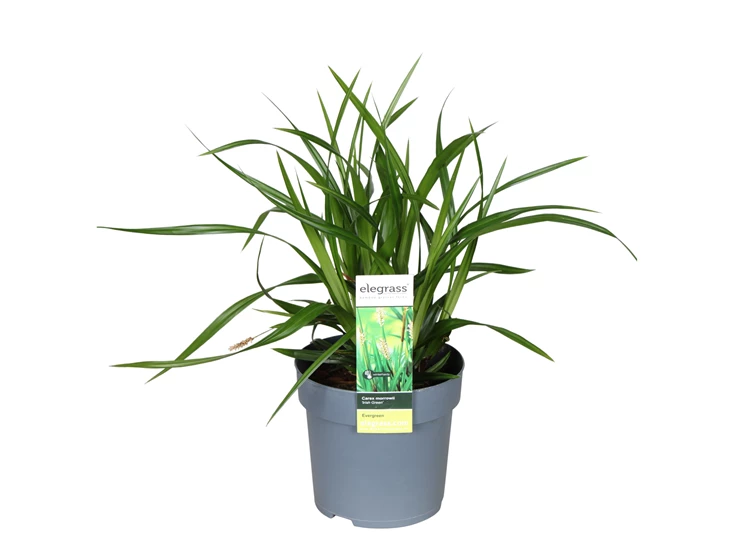 Carex-morrowii-Irish-Green.jpg