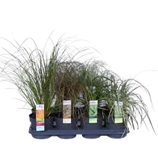 Carex mix tray.png