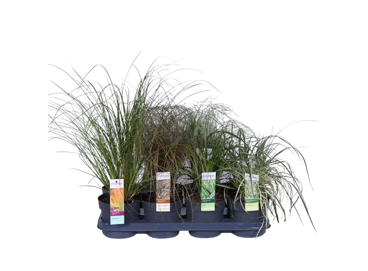 Carex mix tray.png