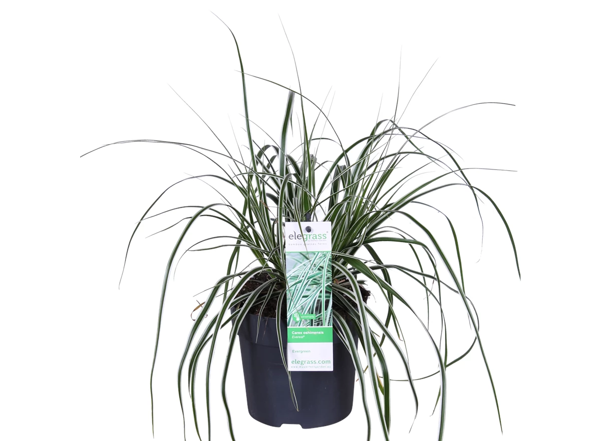 Carex oshimensis Everest.png