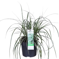 Carex oshimensis Everest.png