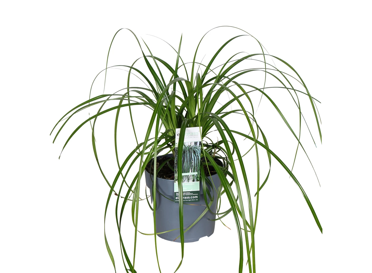 Carex-Ribbon-Falls.jpg