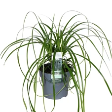 Carex-Ribbon-Falls.jpg