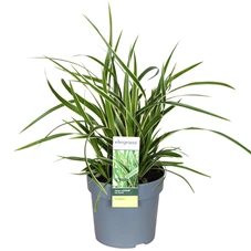 Carex-morrowii-Ice-Dance.jpg