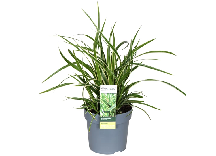 Carex-morrowii-Ice-Dance.jpg