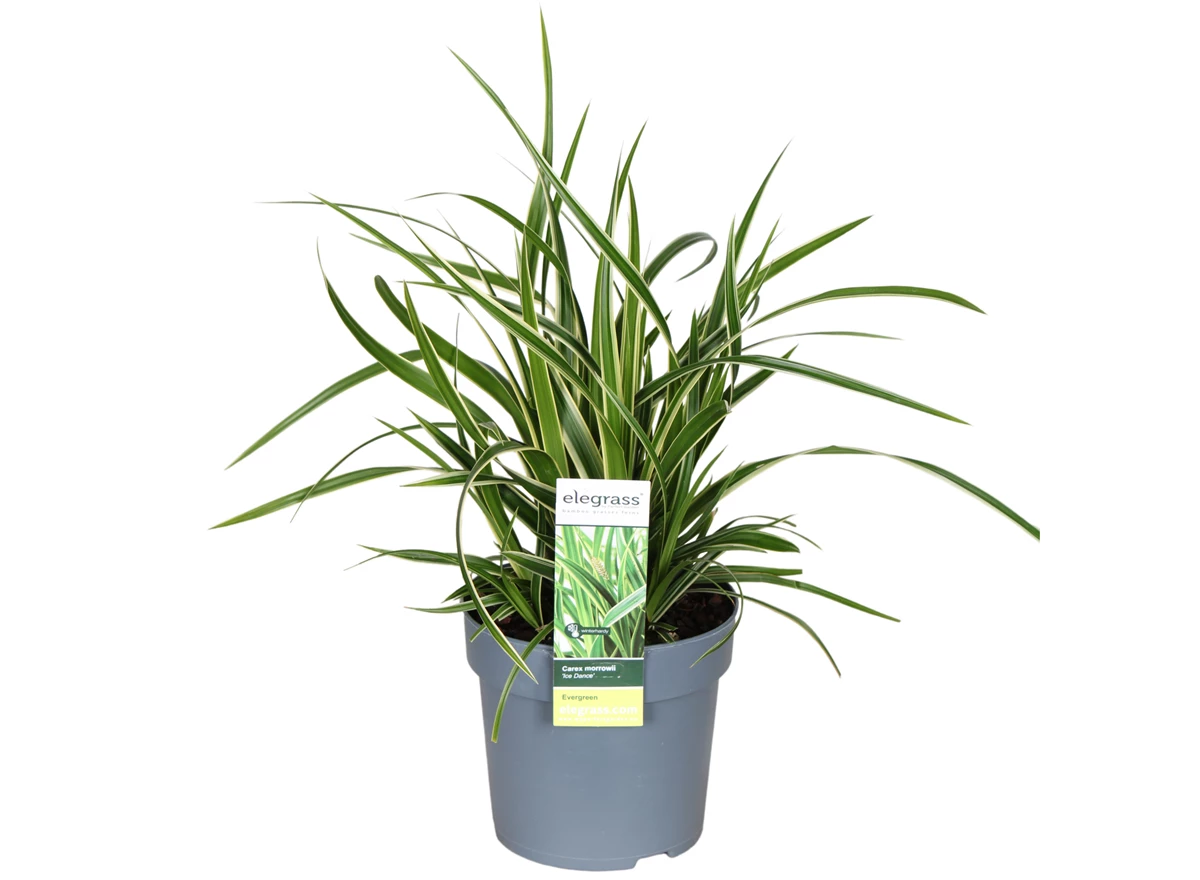 Carex-morrowii-Ice-Dance.jpg
