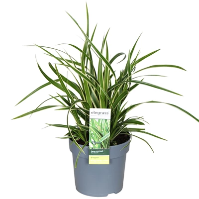 Carex-morrowii-Ice-Dance.jpg