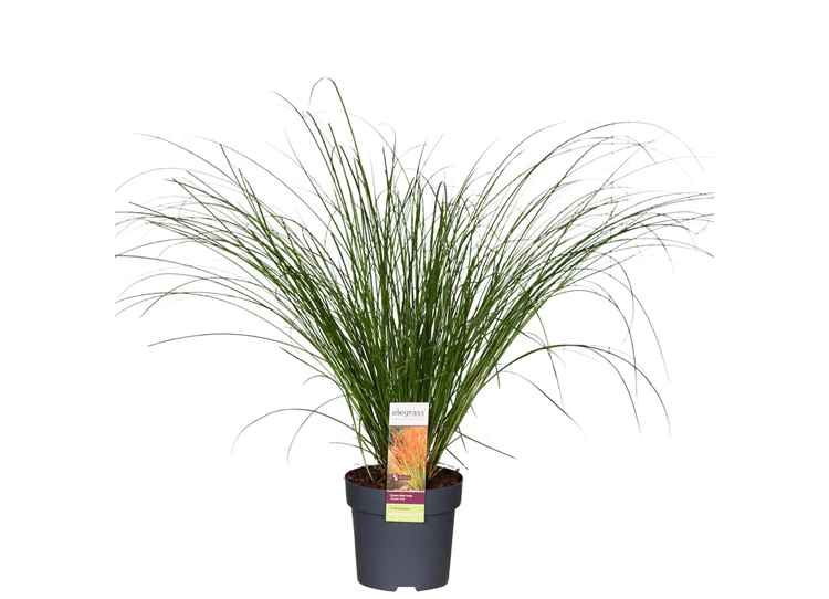 Carex-testacea-Prairie-Fire.jpg