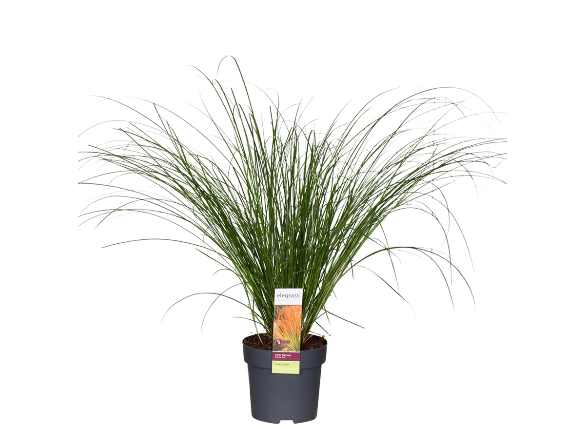 Carex-testacea-Prairie-Fire.jpg