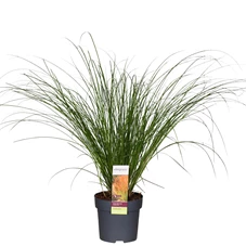 Carex-testacea-Prairie-Fire.jpg