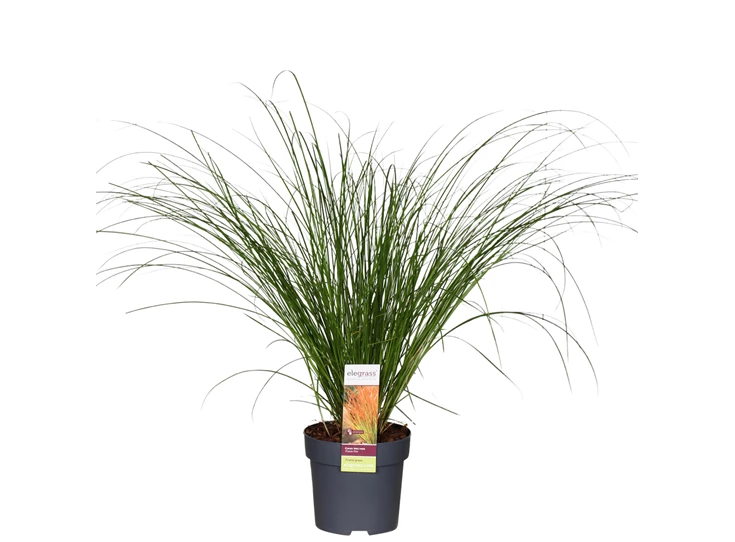 Carex-testacea-Prairie-Fire.jpg