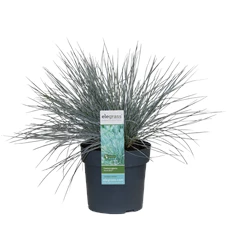 Festuca-Azura-Blue.png
