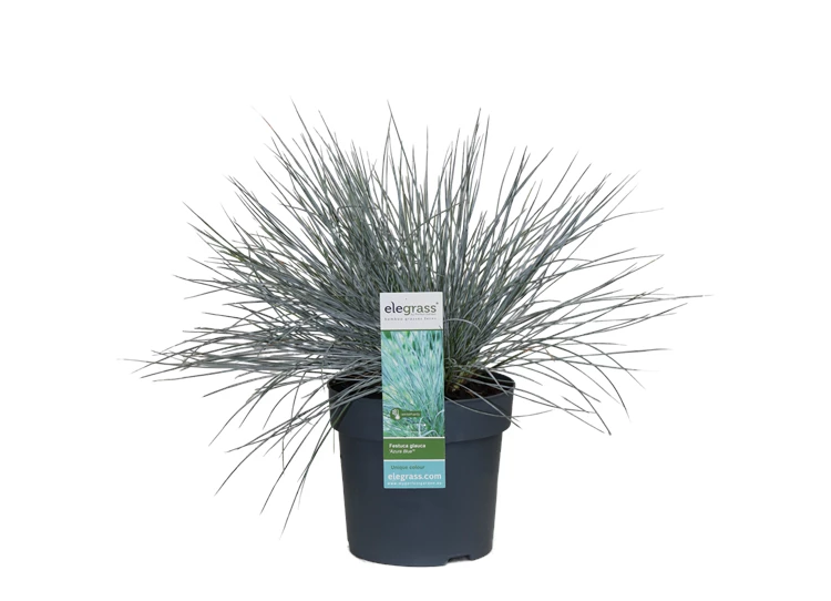 Festuca-Azura-Blue.png