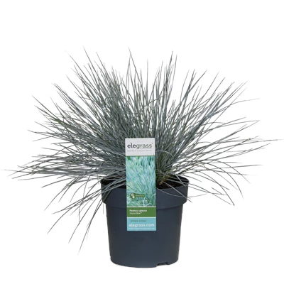Festuca-Azura-Blue.png