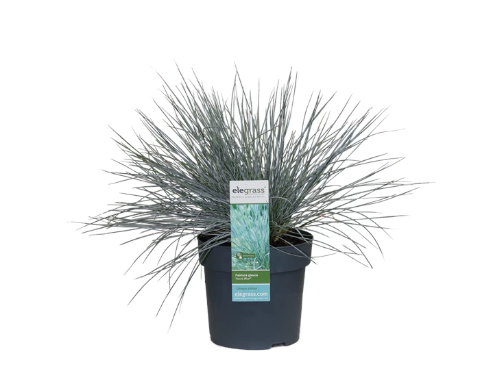 Festuca-Azura-Blue.png