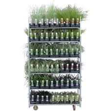 Grassen mix cc Elegrass.png