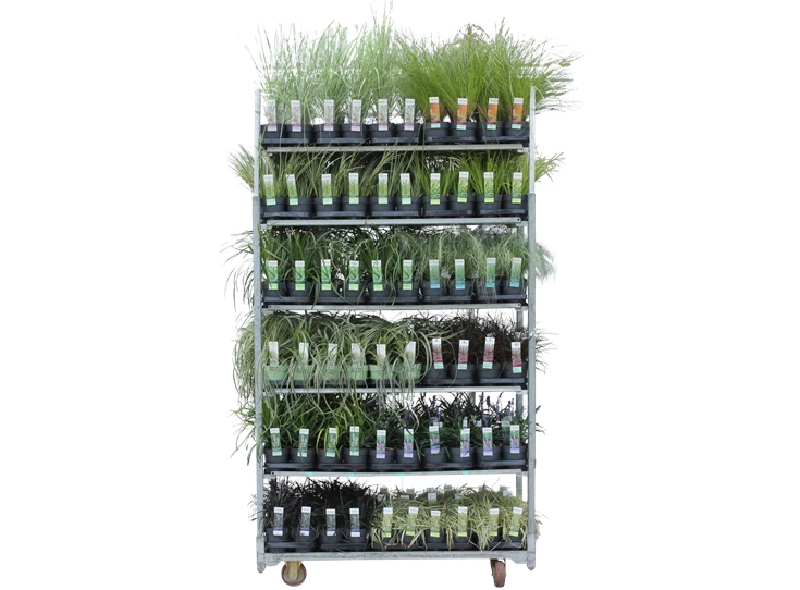 Grassen mix cc Elegrass.png