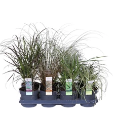 Grassen mix tray.png