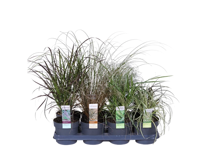 Grassen mix tray.png