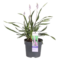 Liriope muscari Ingwersen.png