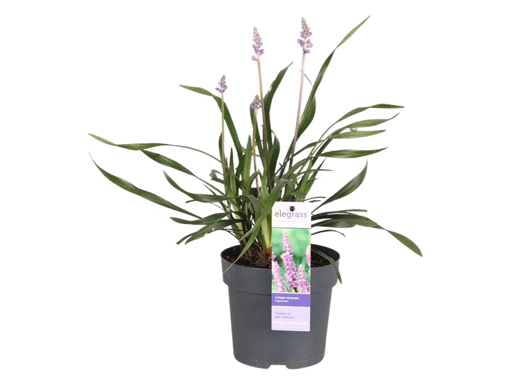 Liriope muscari Ingwersen.png