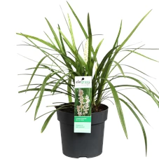 Liriope muscari Monroe White.png