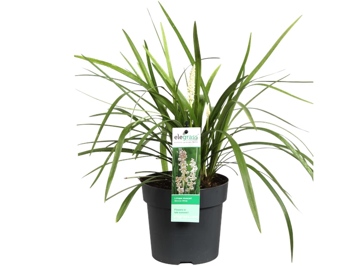 Liriope muscari Monroe White.png