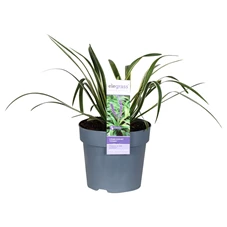 Liriope-muscari-Variegata.jpg