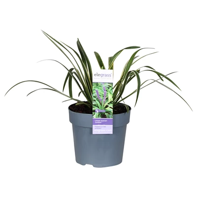 Liriope-muscari-Variegata.jpg
