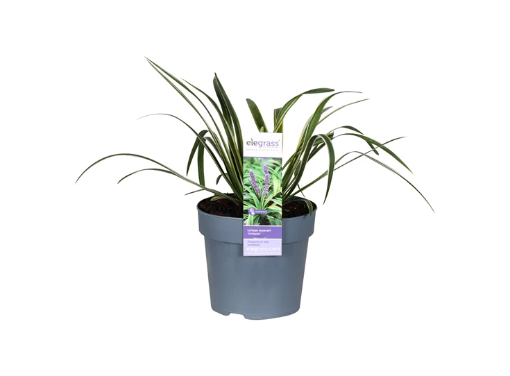 Liriope-muscari-Variegata.jpg
