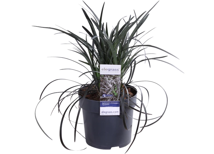 Ophiopogon planiscapus Nigrescens.png
