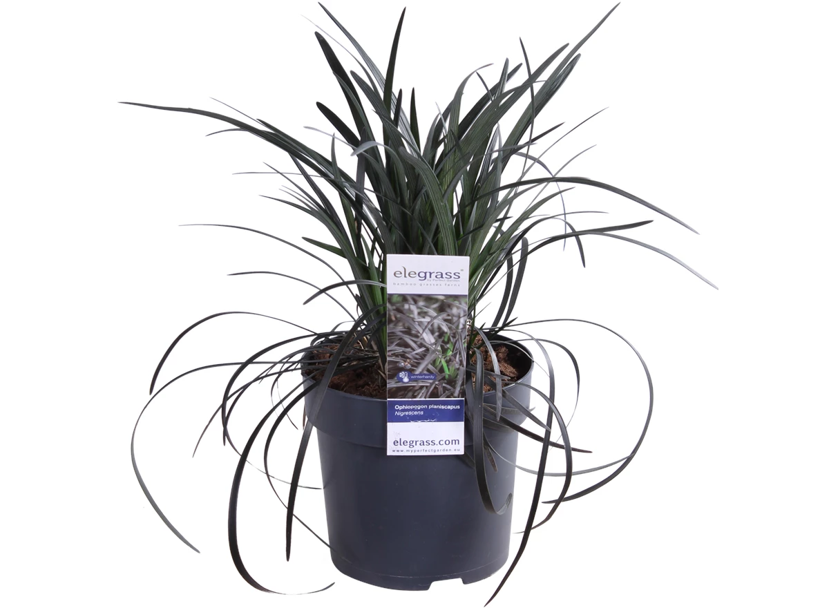 Ophiopogon planiscapus Nigrescens.png