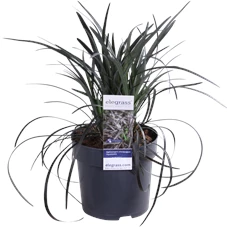 Ophiopogon planiscapus Nigrescens.png