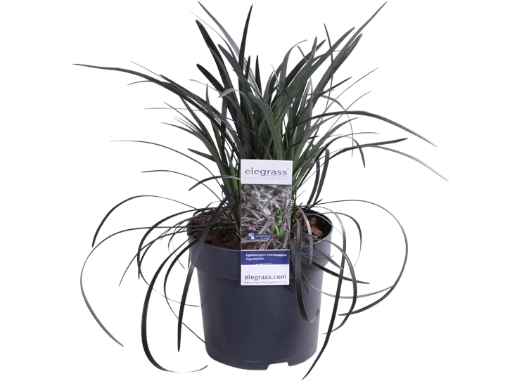 Ophiopogon planiscapus Nigrescens.png