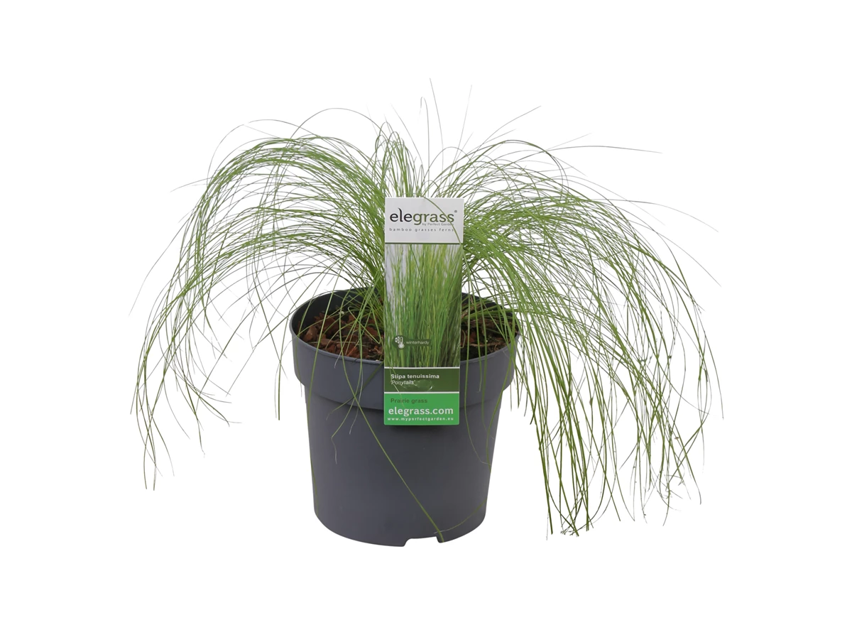 Stipa-tenuissima-Ponytails.jpg