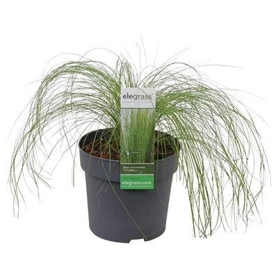 Stipa-tenuissima-Ponytails.jpg