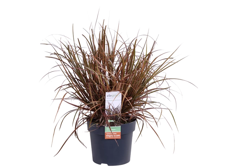 Uncinia Rubra Everflame.jpg